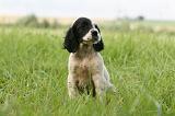 SETTER ANGLAIS 226